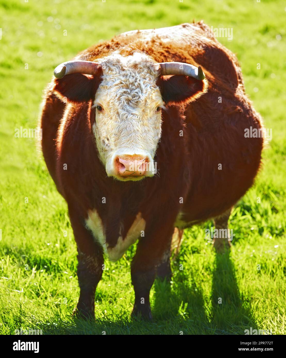One hereford cow or bull standing alone on a farm pasture. Hairy animal isolated against green grass on a remote farmland and agriculture estate. Raising live cattle, grass fed diary farming industry Stock Photo