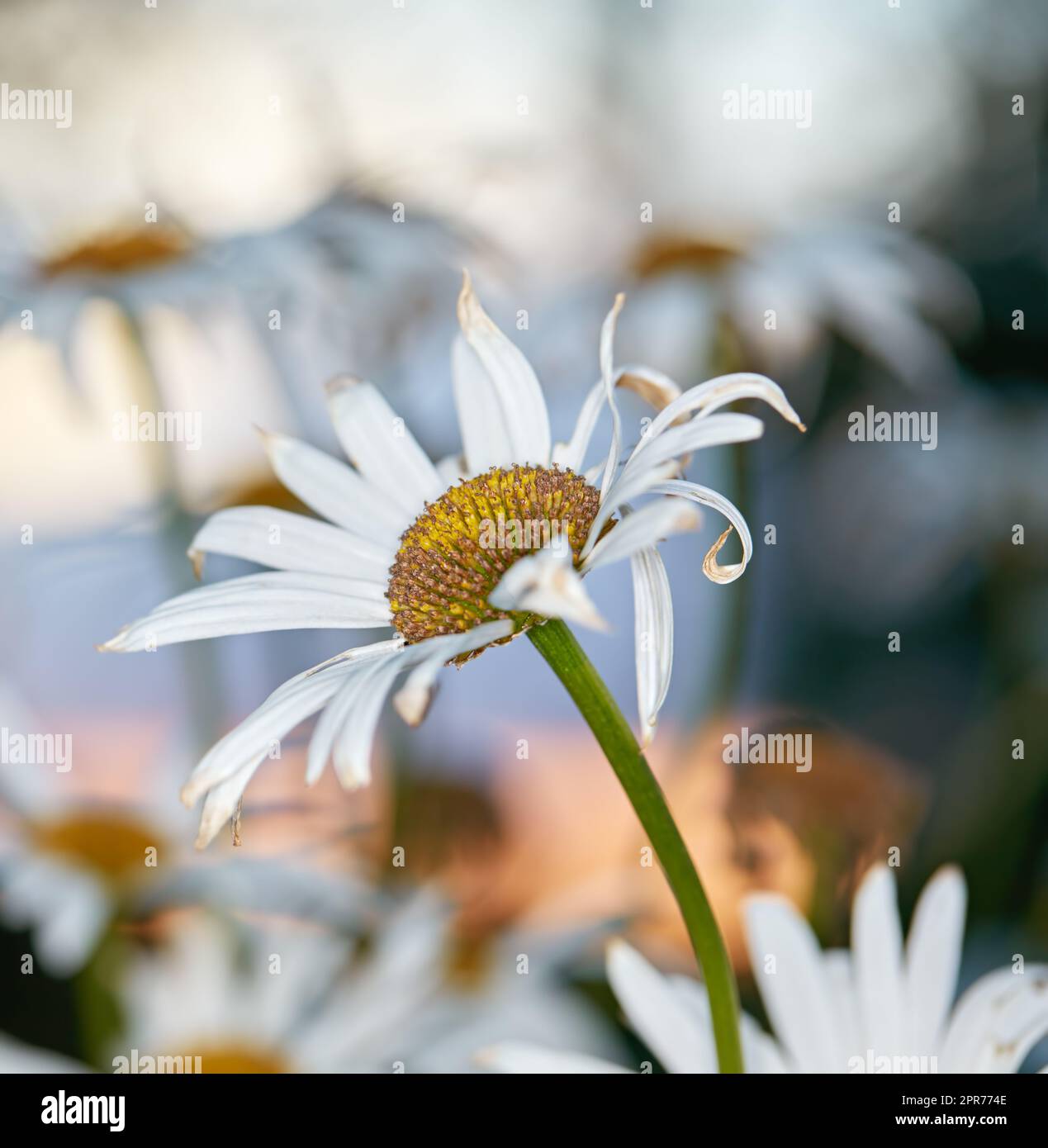 Closeup of white daisy in field of flowers outside during autumn. Zoomed in on deteriorating flower plant in the backyard garden in fall. Small beautiful little elegant wild Marguerite flower Stock Photo