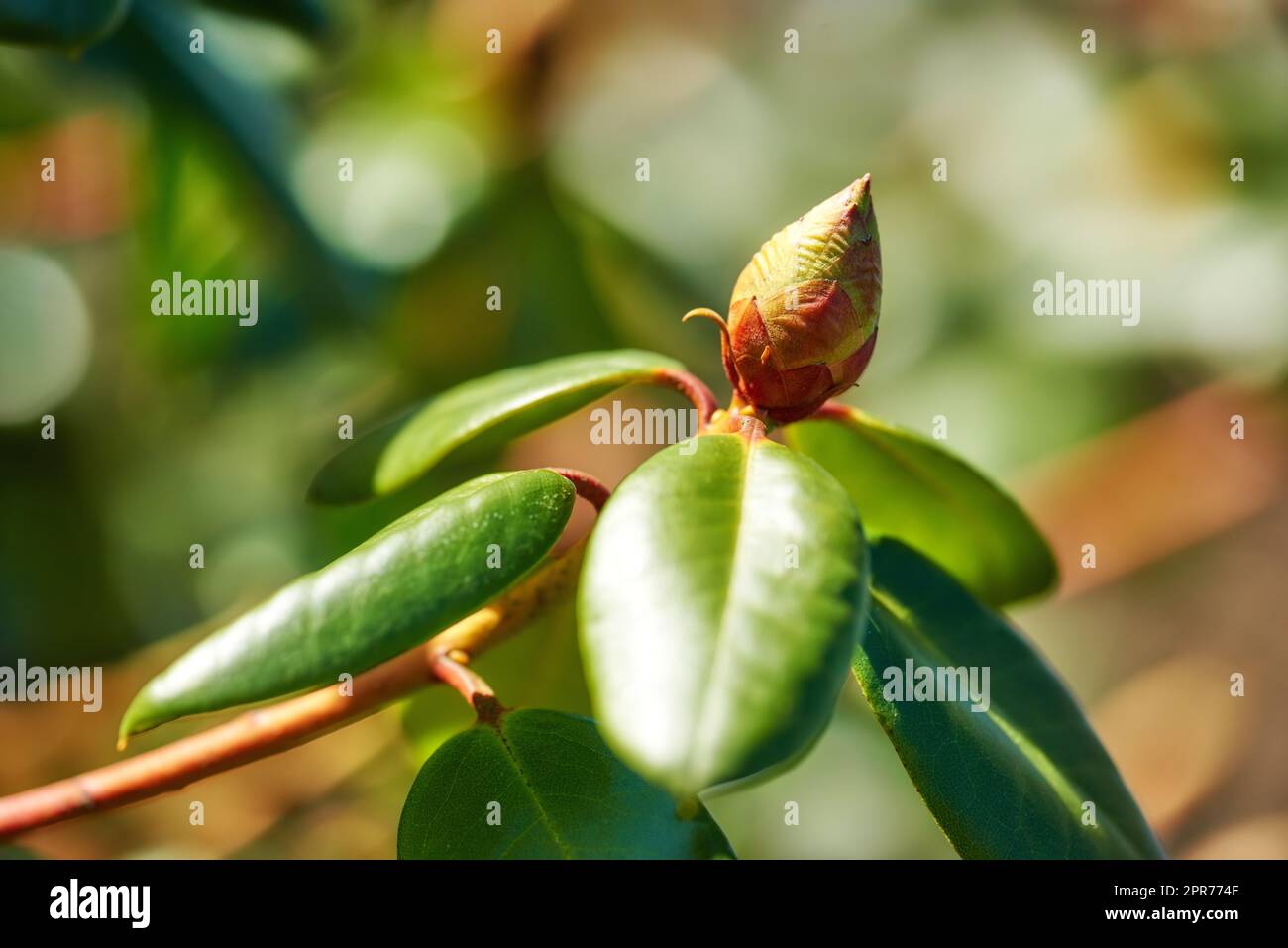 Closeup of budding Rhododendron flower in garden at home. Zoomed in on one woody plant getting ready to blossom while growing in backyard in summer. Small beautiful little elegant bud with green leaf Stock Photo