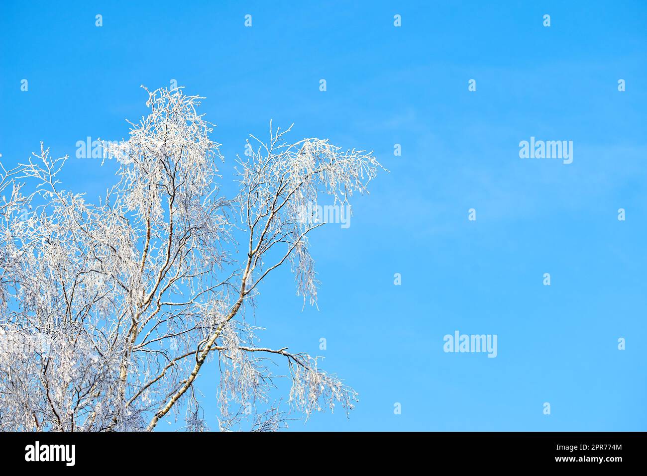 Branches of a tree covered in snow on a sunny day against a blue sky with copy space. Frozen twigs and leaves. Below details of frosty branches on a tree in the forest. Fresh snowfall in the woods Stock Photo