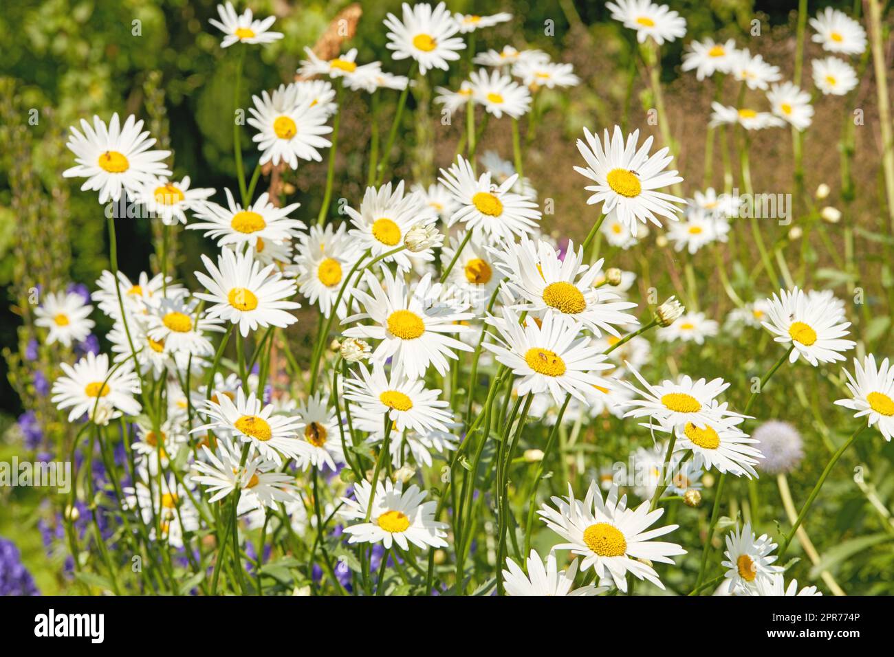 Closeup of white daisy in field of flowers outside during summer day. Zoomed in on blossoming plant growing in the garden and backyard in spring. Small beautiful little elegant wild Marguerite flower Stock Photo