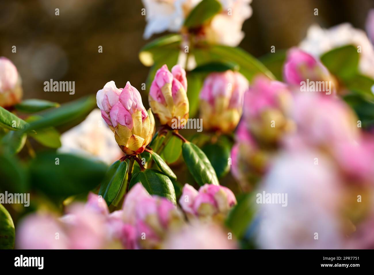 Closeup of blooming Rhododendron flowers in the garden at home. Zoomed in on blossoming group of woody plants growing in the backyard in summer. Beautiful pink and white elegant flower on green trees Stock Photo