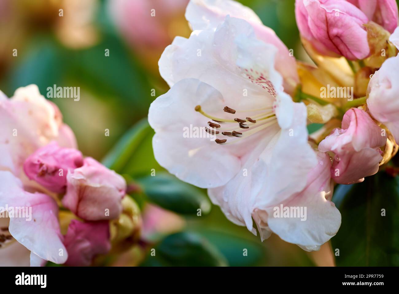 Closeup of blooming Rhododendron flowers in the garden at home. Zoomed in on blossoming group of woody plants growing in the backyard in summer. Beautiful pink and white elegant flower on green trees Stock Photo