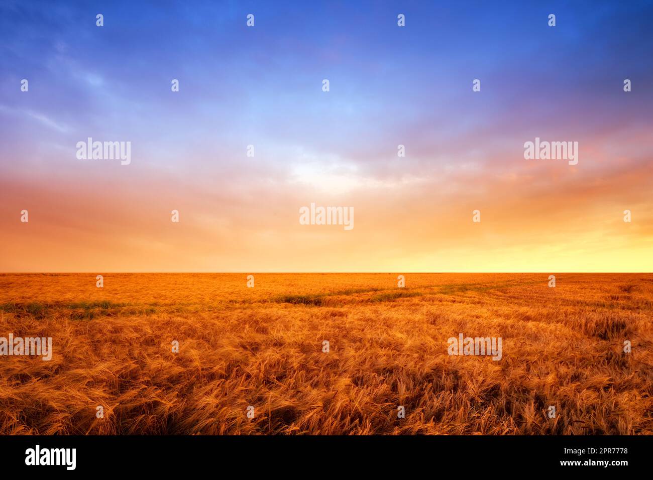 A vibrant country field in harvest. Beautiful sunset in a field of ripe wheat. Scenic dramatic light. Gorgeous nature open field, dreamy healing on a textured field, hopeful resilience wallpaper Stock Photo