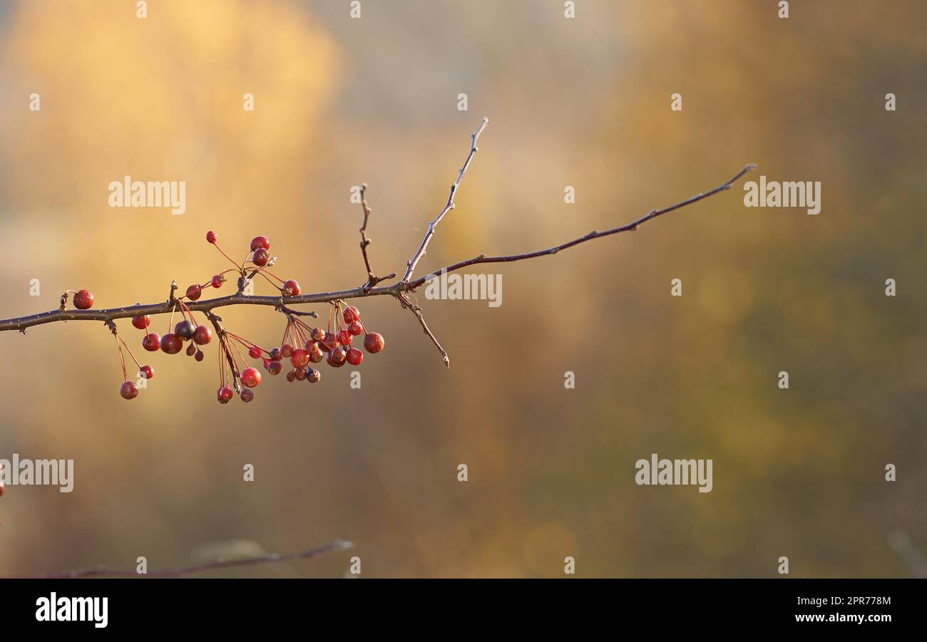 Closeup of a Chinese Crab apple tree in a garden with blurry background and copyspace. Zoom in on red berries, fruit growing on a branch in nature. Autumn plant with copy space, in a forest or a park Stock Photo