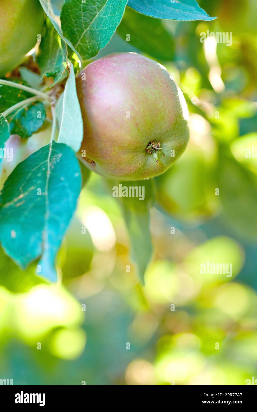 Closeup of a green apple hanging on a tree in an orchard outside on a blurred bokeh background. Organic agriculture and sustainable fruit farming, farm produce growing with copy space Stock Photo