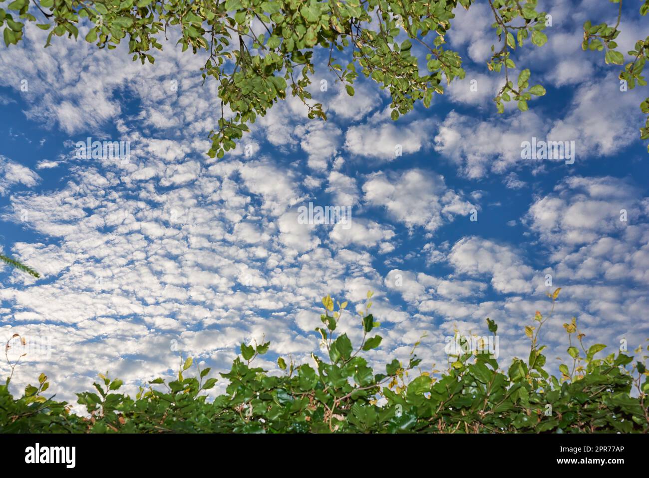 Low angle of a blue sky with clouds and copy space from a lush green garden in spring. Plant and tree leaves framing a scenic view of the atmosphere during the day. Heaven and God religious theory Stock Photo