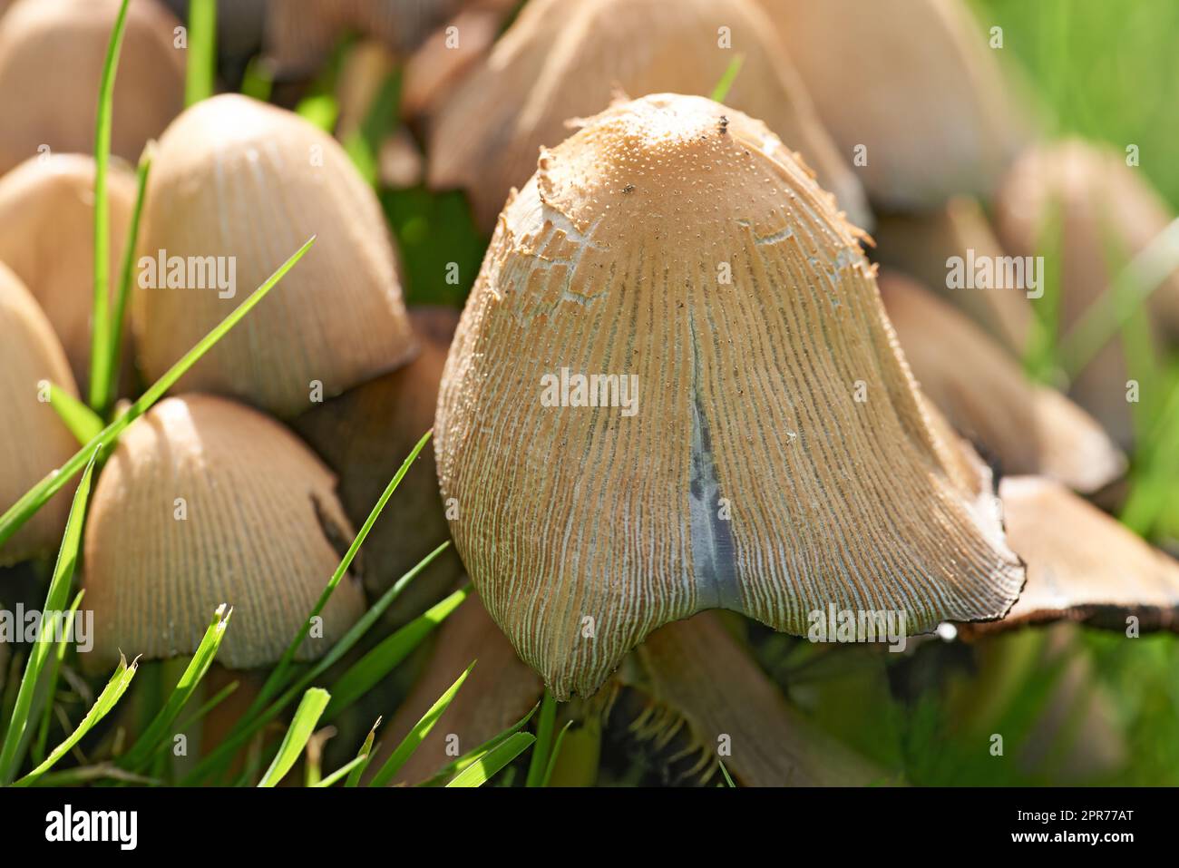 Closeup of mushroom caps growing on a field under the sunlight. Details of a fungi textures with tiny bugs or insect pests on the top. Group of wild edible mushrooms growing between lush green grass Stock Photo