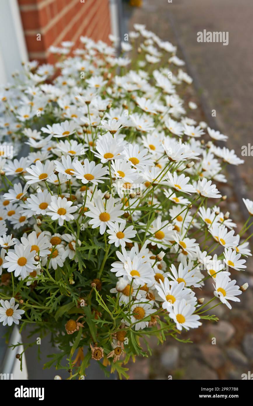 Common daisy flowers growing in a home backyard or garden in summer. Closeup of marguerite perennial flowering plants outside. Bush of beautiful white flowers blooming and sprouting in a yard Stock Photo
