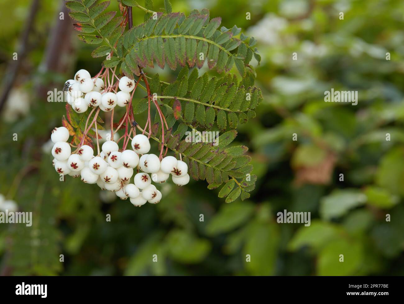 A beautiful Sorbus Fruticosa growing in a lush green garden outdoors with bush and nature in the background. An ornamental plant grown in summer with white berries. Bright foliage outside in spring Stock Photo
