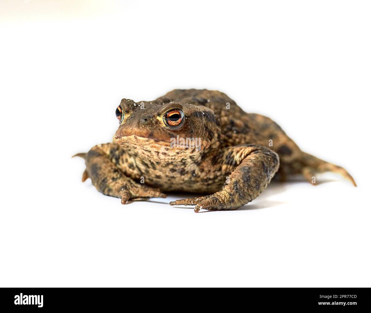Common true toad with brown body and black dot markings on dry rough skin isolated on a white background with copy space. One frog ready to hop around and croak. Amphibian from the bufonidae species Stock Photo