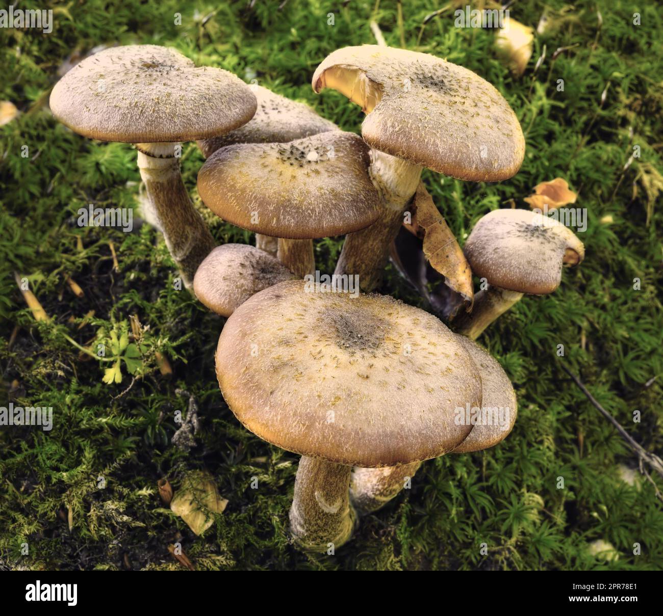 A common species of mushrooms growing in green grass outdoors on a lawn