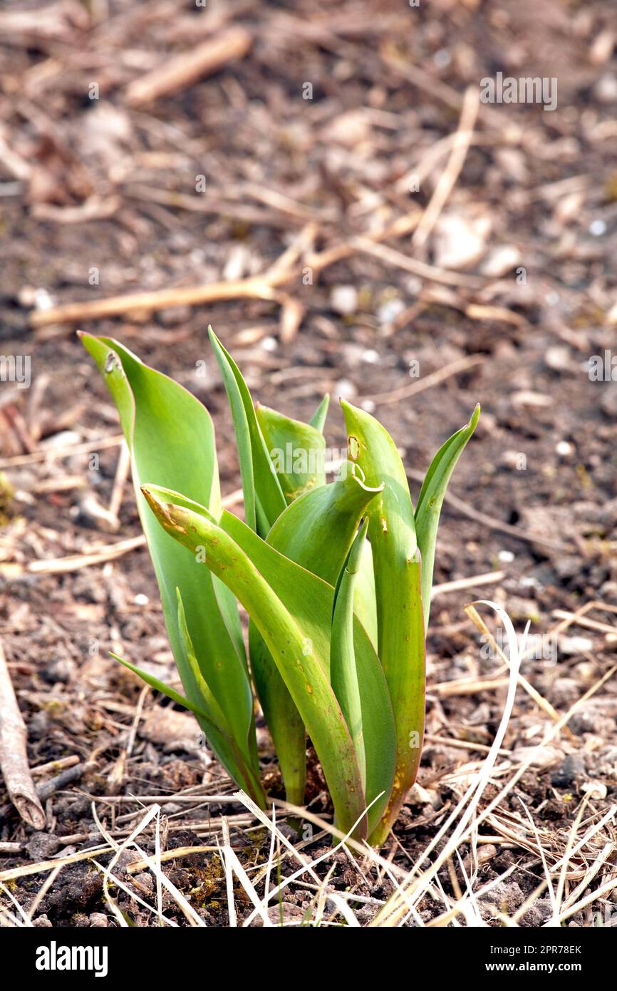 Closeup of green plant sprouts planted in soil in a garden. Gardening for beginners with plants about to bloom or blossom. The growth and development process of a tulip flower growing in spring Stock Photo