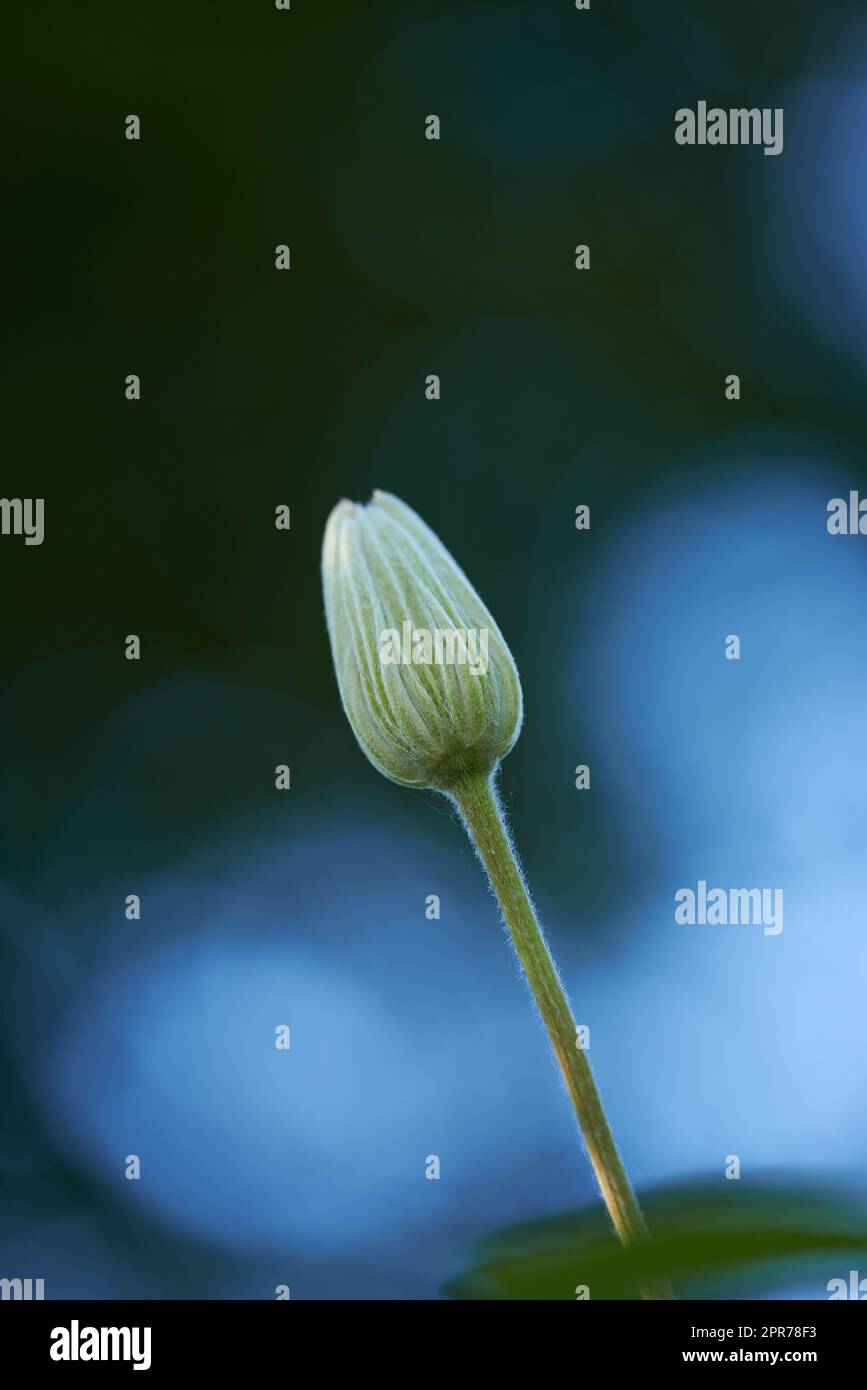 Single flower bud isolated on blue background with bokeh for stunning nature scene. One closed clematis bloom against dark navy copyspace in spring with contrast. Delicate soft plant growing outside Stock Photo