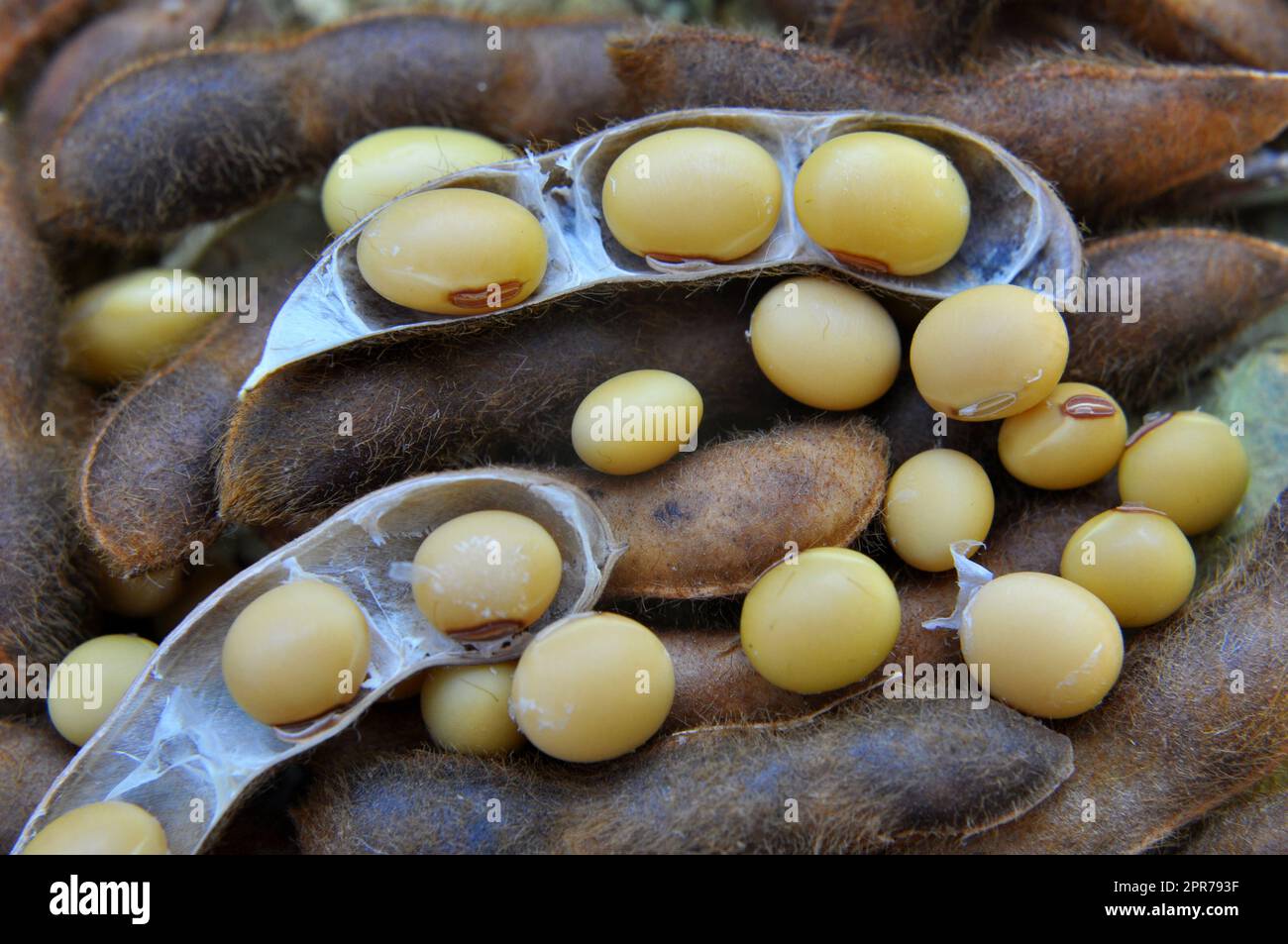 Ripe soybeans with pods and open pods Stock Photo - Alamy