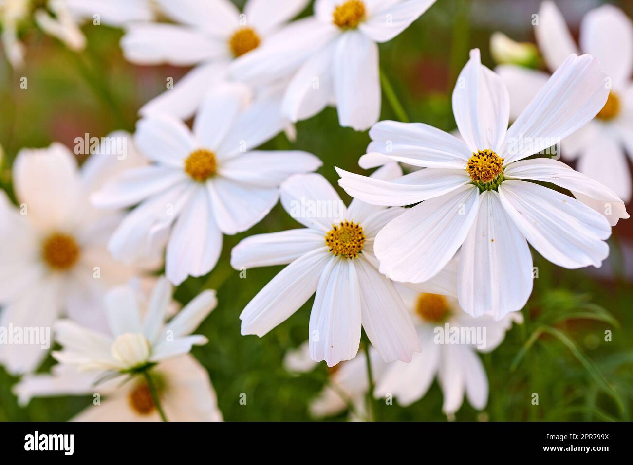 Closeup of white daisy Marguerite flowers growing in a garden. Beautiful nature scenery of bright flower petals outdoors. Gardening perennial plants for backyard decoration or park landscaping Stock Photo
