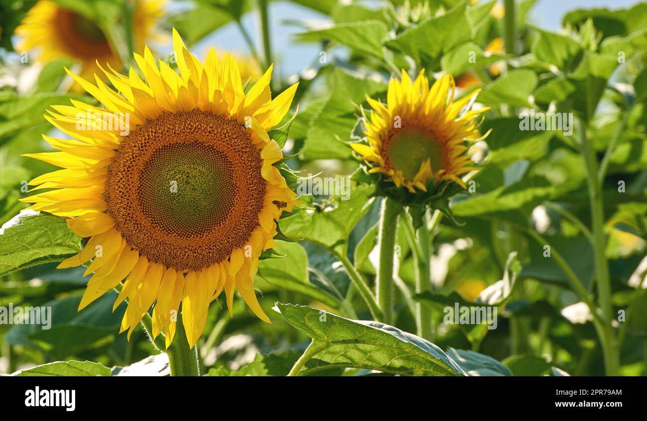 Sunflowers growing in a garden against a blurred nature background in summer. Yellow flowering plants beginning to bloom on a green field in spring. Bright flora blossoming in a meadow on a sunny day Stock Photo