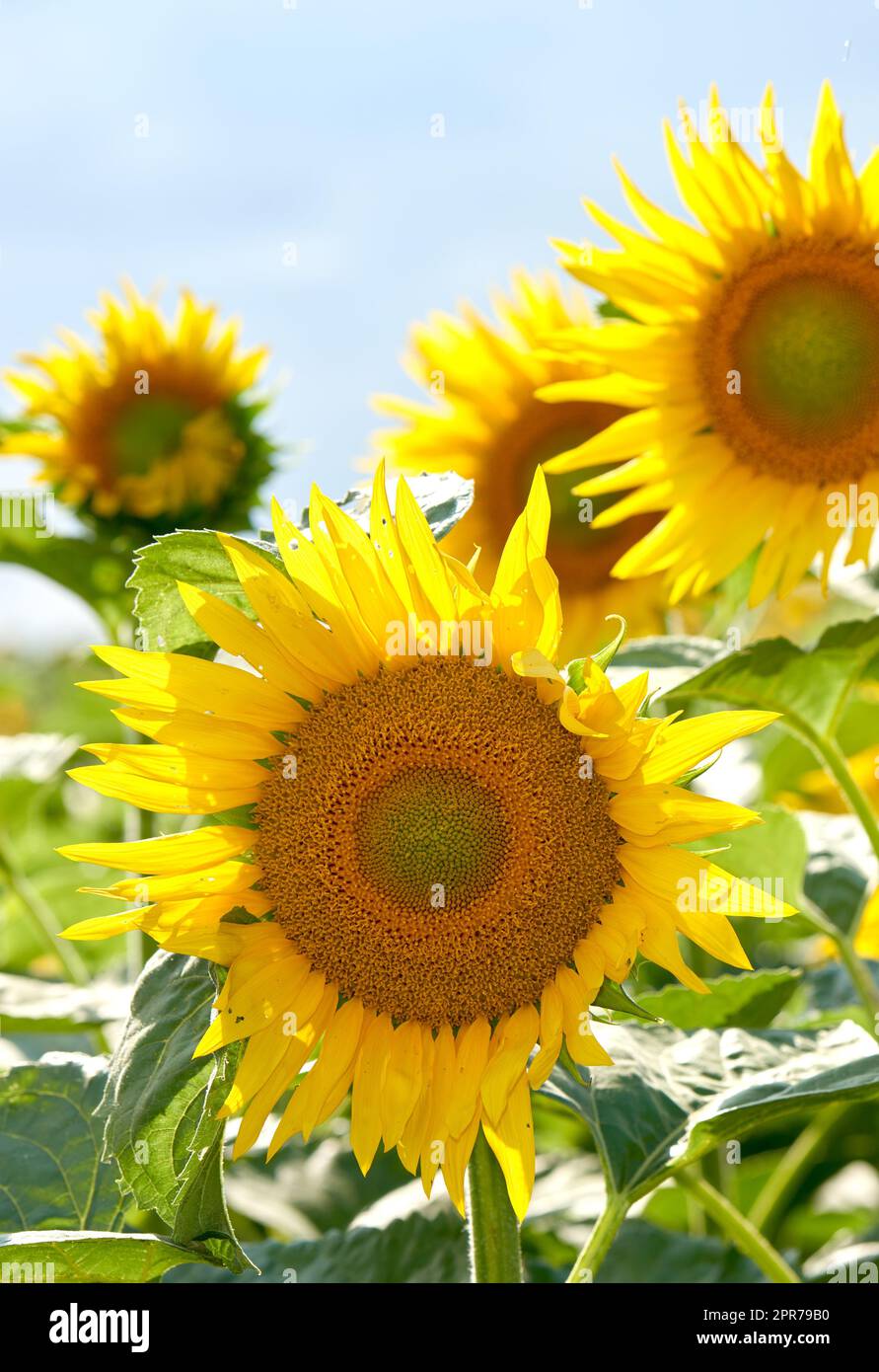 Bright yellow sunflowers growing on a farm ready for harvest, sunflower