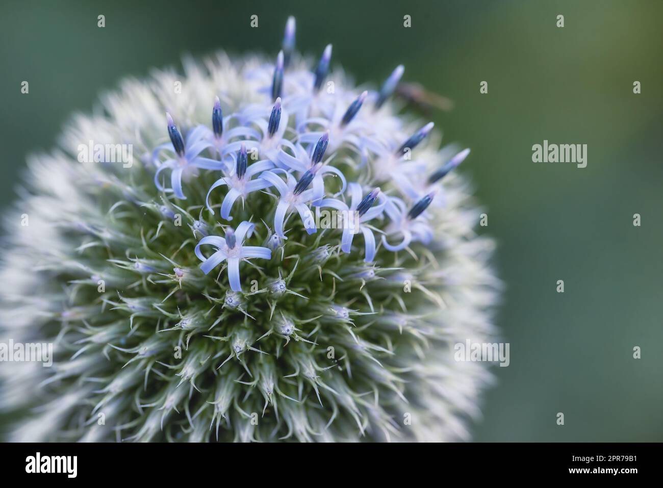 Plant blue thistle hi-res stock photography and images - Alamy