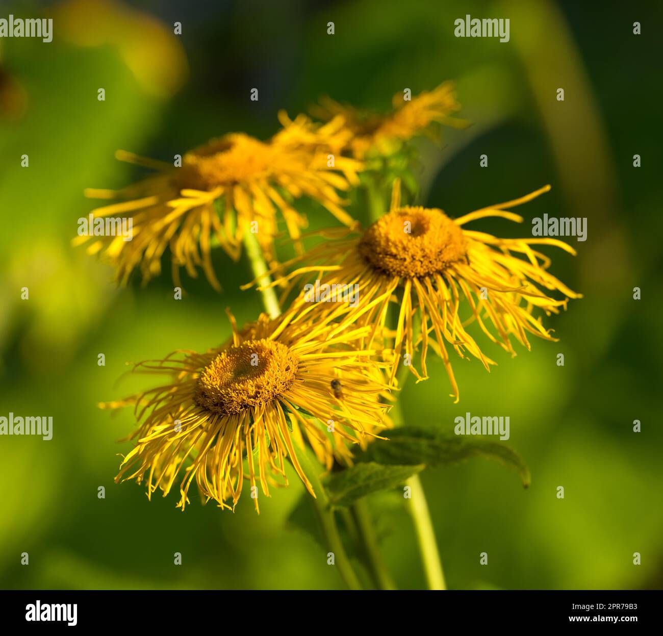 Closeup of withered and dried daisies in a field in autumn. Dying pollinated flowers with yellow pistils in a garden or backyard. Group of marguerite shedding in a park during the fall season Stock Photo