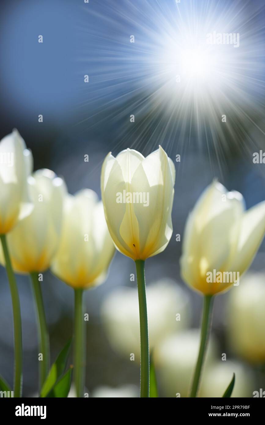 Bright sunshine over tulip flowers in a garden or field outdoors. Closeup of a beautiful bunch of flowering plants with white petals blooming and blossoming in nature during a sunny day in spring Stock Photo