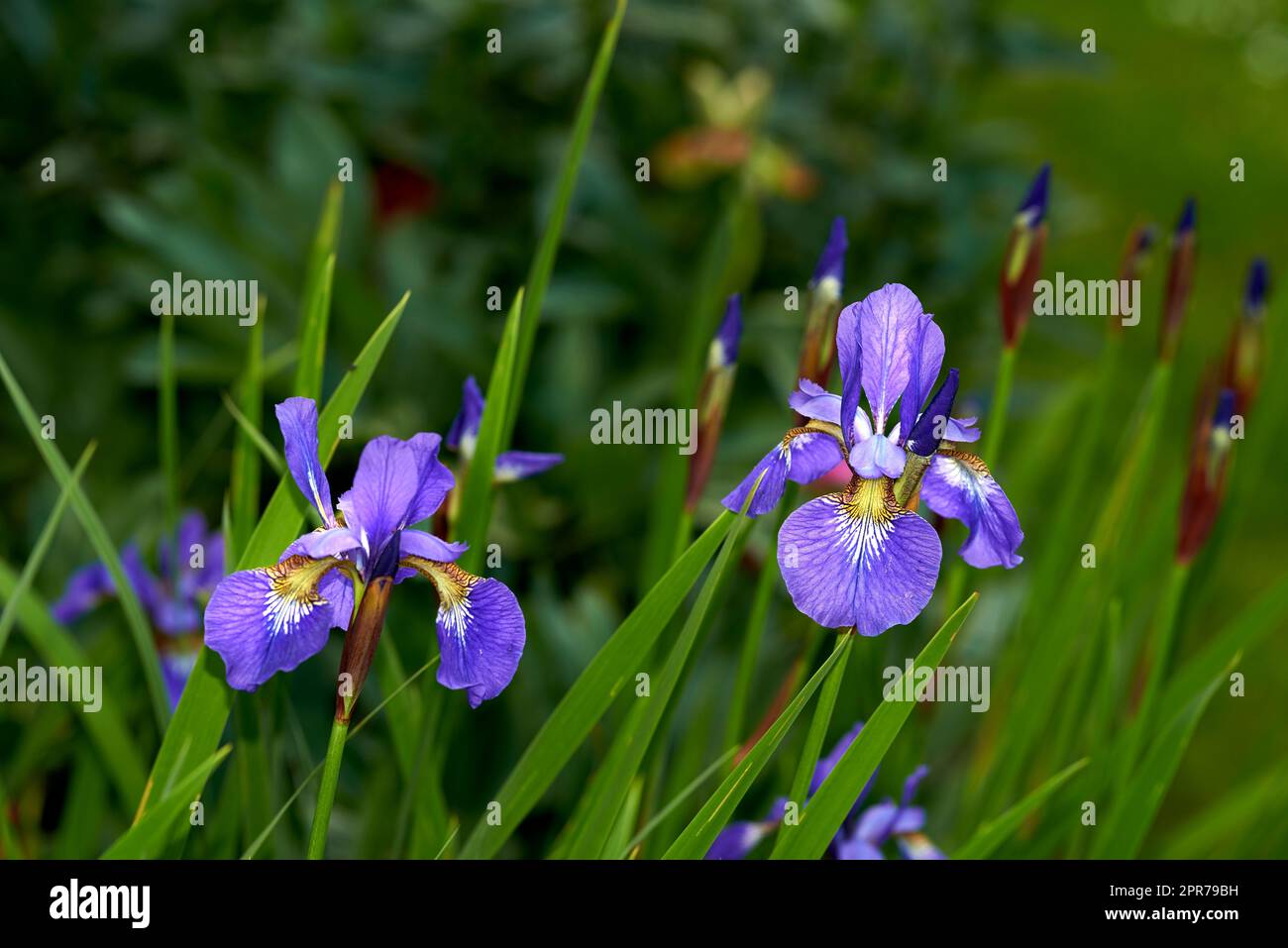 Closeup of blue iris sibirica growing on green stems or stalks against bokeh background in home garden. Two vibrant herbaceous perennials flowers blossoming and blooming in backyard or remote meadow Stock Photo