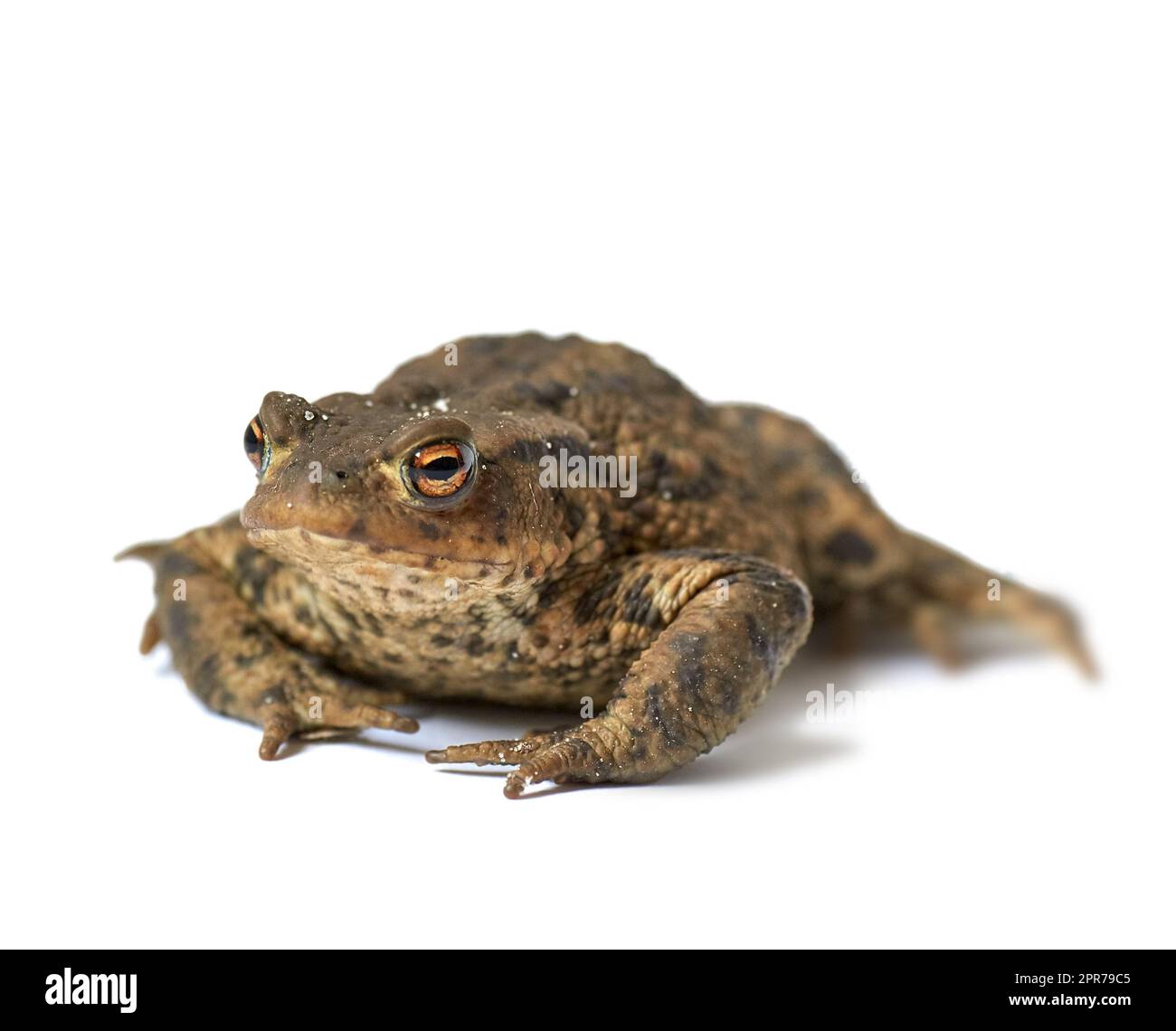Portrait of a common European toad isolated on white studio background. One brown frog with bumpy black spots. A wet amphibian species with rough textured leathery skin and short legs Stock Photo