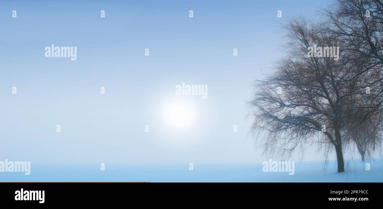 Landscape view of snow fields, copy space and dry tree on a cold winter day in New Zealand. Sun shining over sky and glacier ice on a morning with mist or fog. Background after heavy snowfall Stock Photo