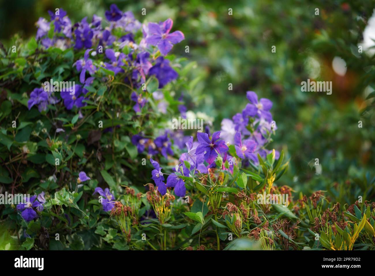 Purple clematis flowers growing in a garden with copy space. Bunch of blossoms in a lush green outdoor park. Lots of beautiful ornamental Italian leather flower plants for backyard landscaping Stock Photo