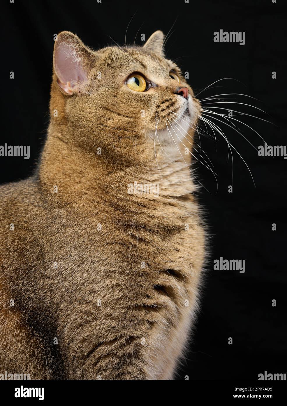 Portrait of an adult gray cat with yellow eyes on a black background ...