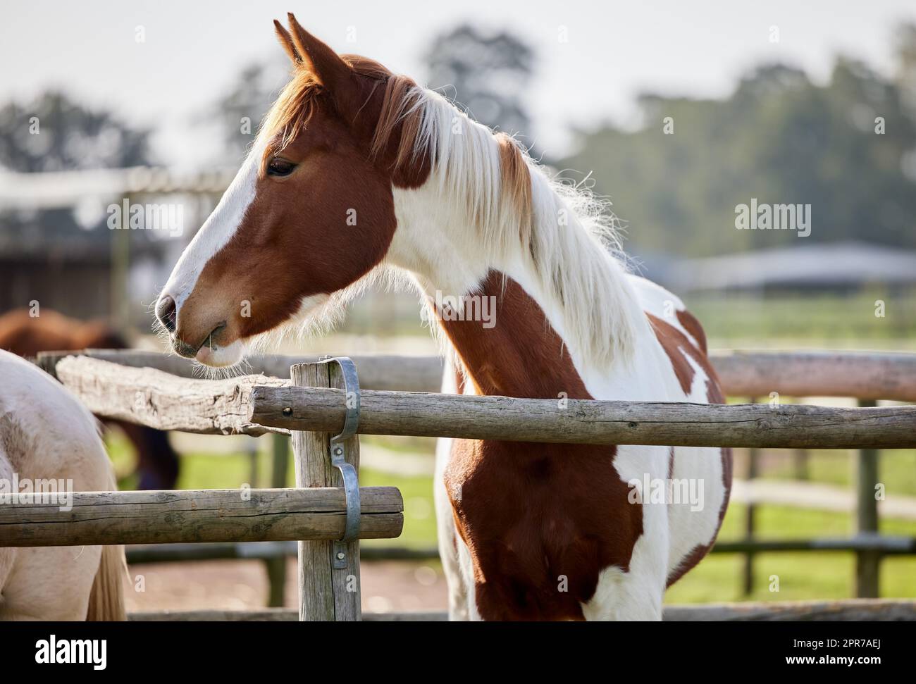 Dark Brown And White Horse