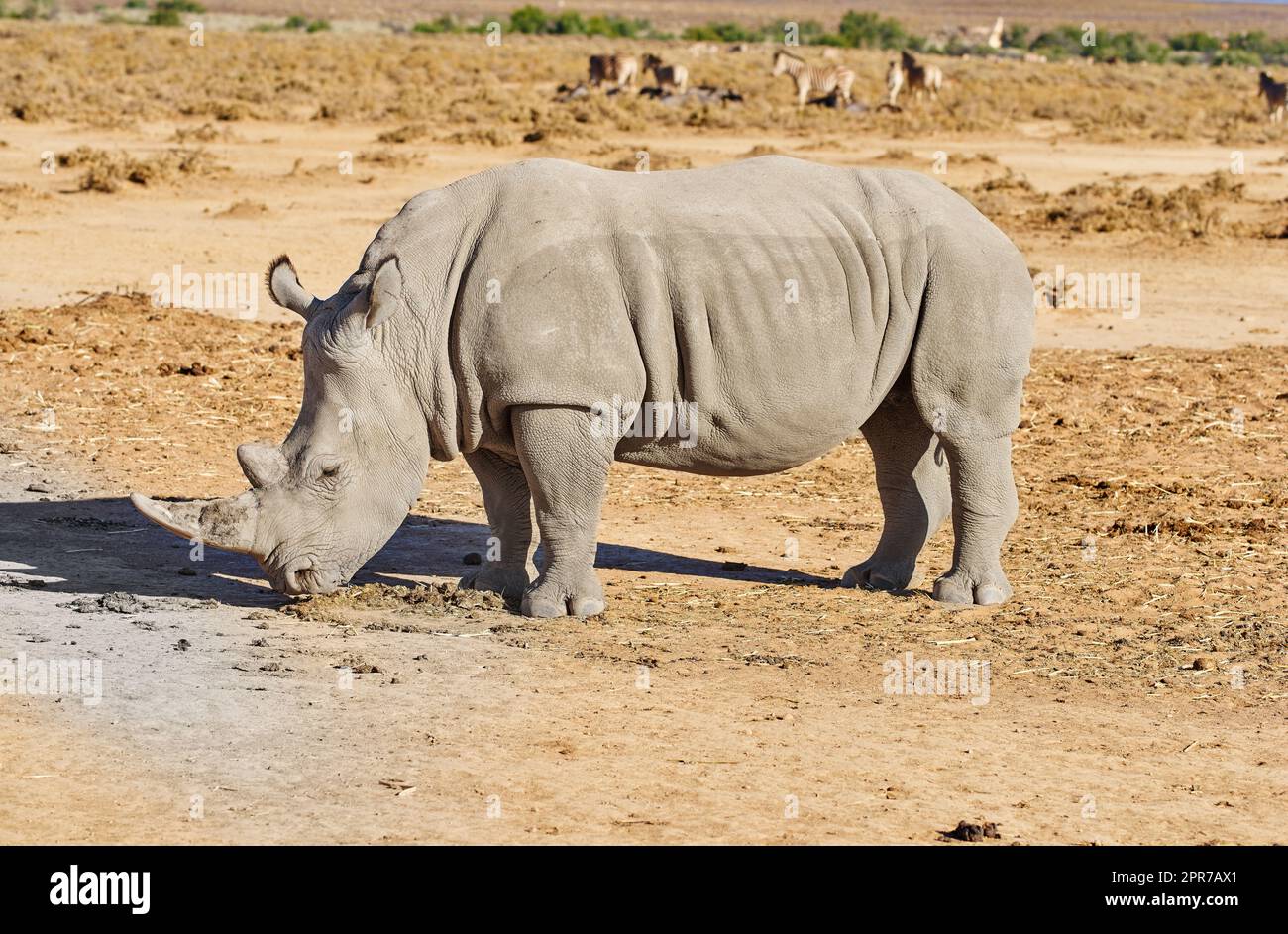 A rhino grazing on a dry brownfield on a safari in South Africa. Large animal standing and feeding in a wilderness habitat with caries different species of mammals in the background in nature Stock Photo