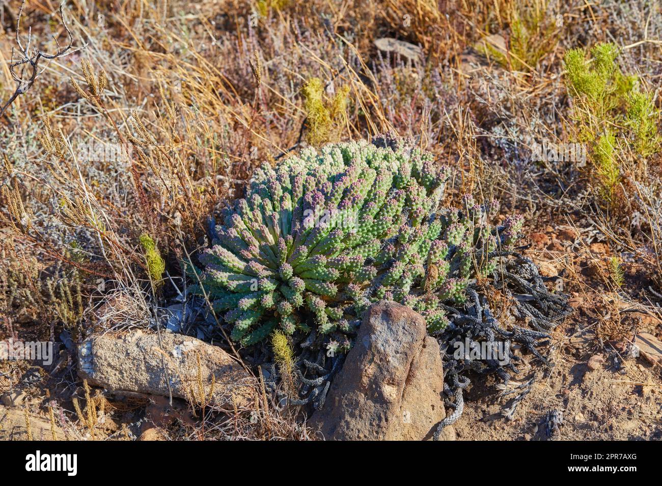 Closeup of succulents and wild dry grass growing in the mountainside. Indigineous South African plants, Fynbos and cacti between rocks on an adventure hiking trail in Cape Town, Western Cape Stock Photo