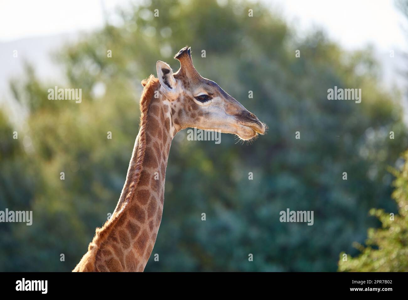 A giraffe in the wild on safari during a hot summer day. Protected wildlife in a conservation national park with wild animals in Africa. A single long neck mammal in the savannah region Stock Photo