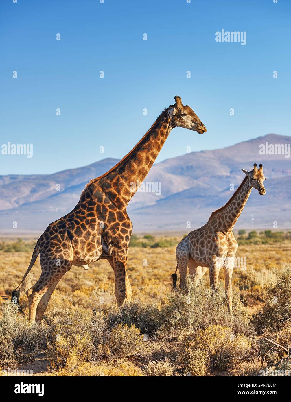 Giraffes in Savanna in safari on hot, sunny summer day. Wilderness of nature full of light brown bushes, grass and mountains in background. Wild space in South Africa where animals roam free Stock Photo
