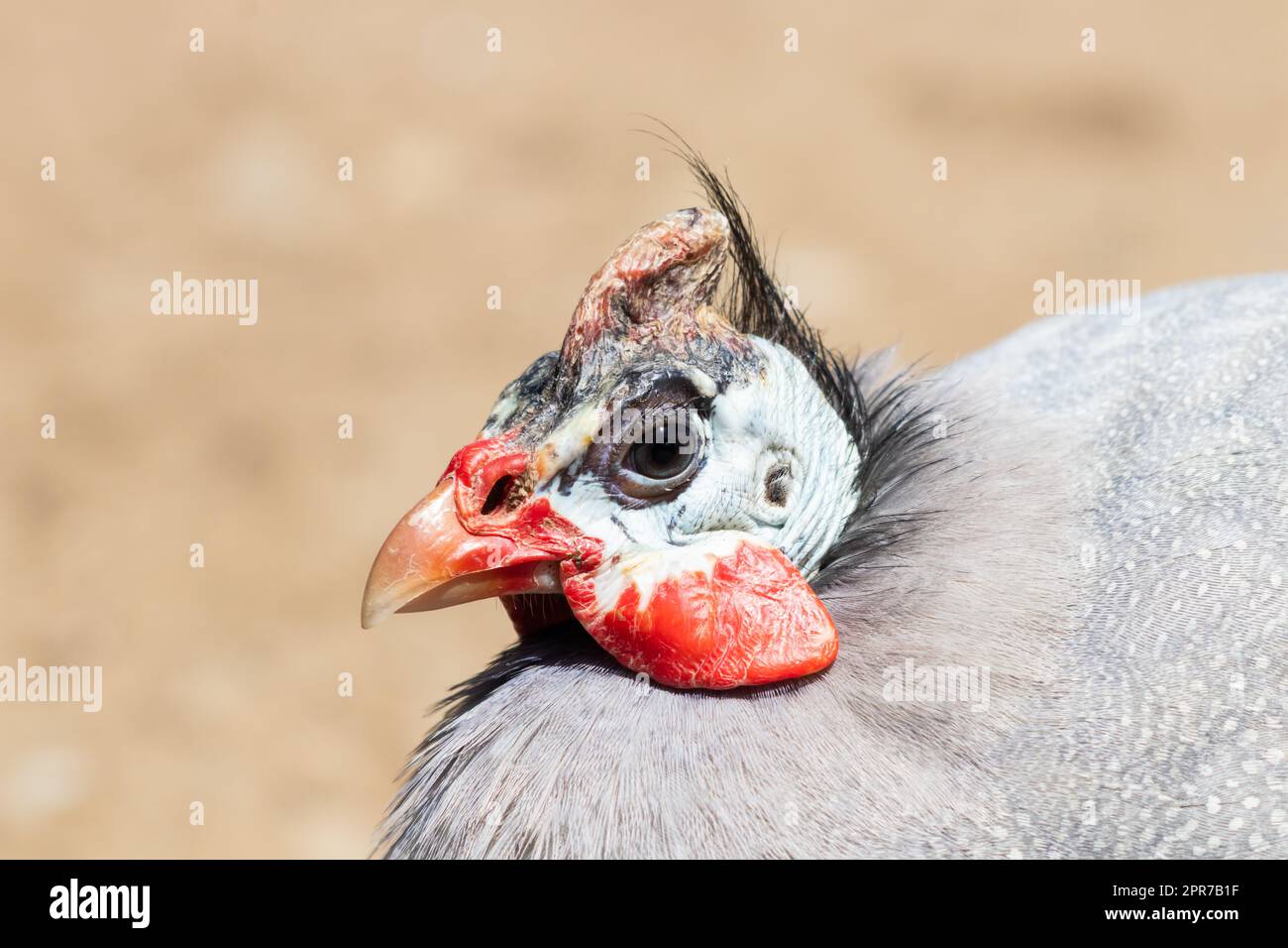 Close Look Over Domestic Guineafowl Stock Photo - Alamy