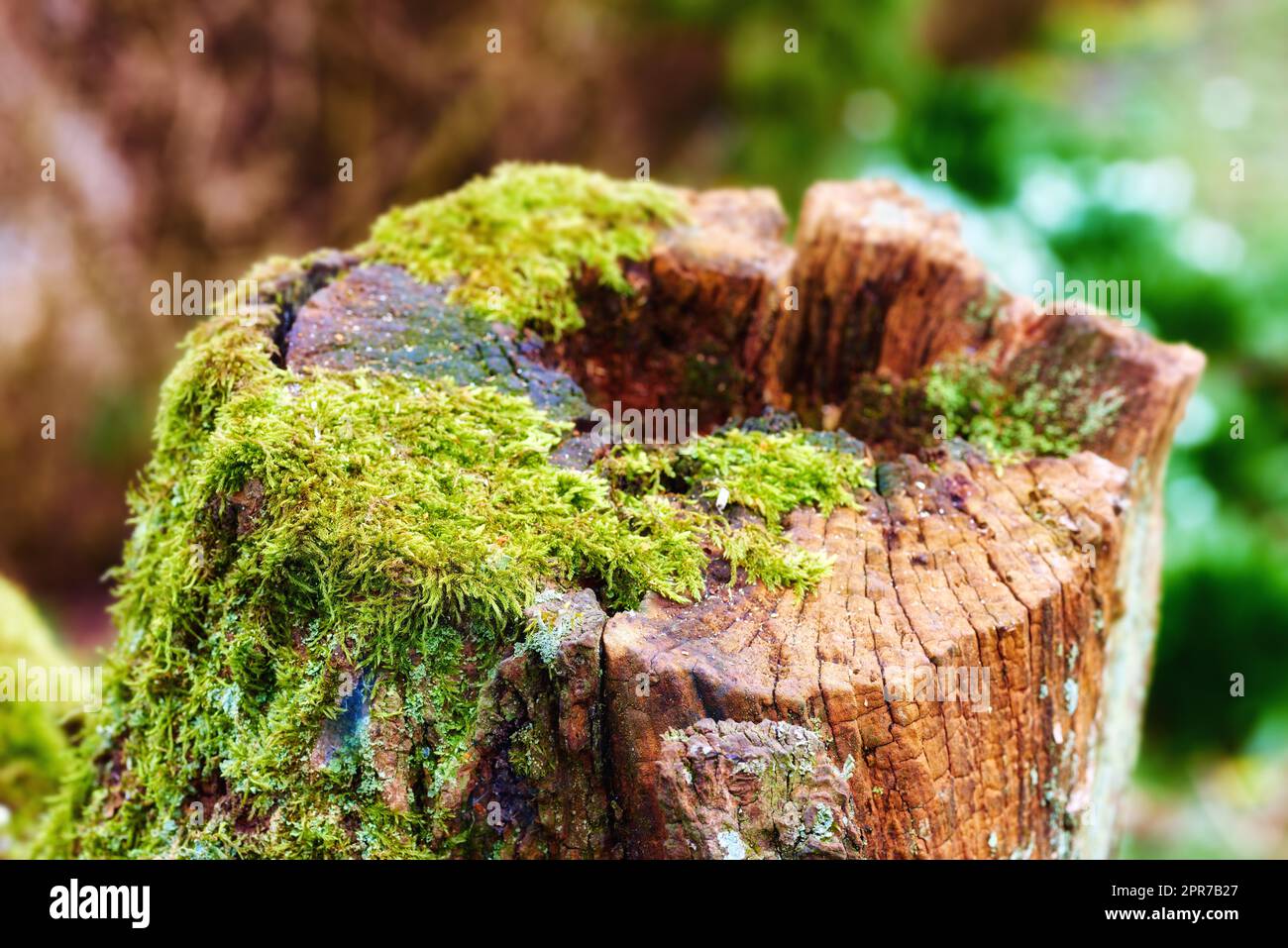 Closeup of an old, mossy oak trunk in a secluded forest. Chopped down tree stump signifying deforestation and tree felling. Macro details of wood and bark in the wilderness for a nature background Stock Photo