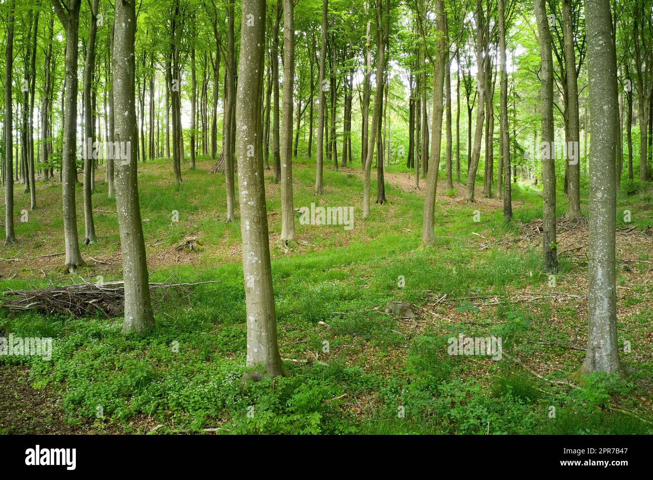 Blurred view of a secret and mysterious forest in the countryside leading to a magical forest where adventure awaits. Quiet scenery with hidden path surrounded by tall trees and grass Stock Photo