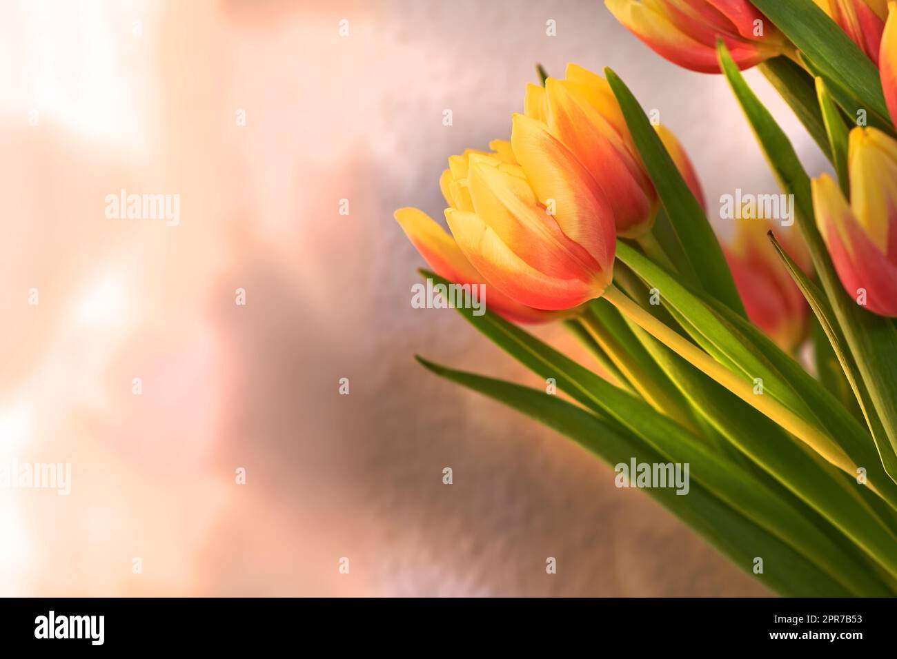 Copyspace with orange and yellow tulips. Closeup of a bunch of beautiful flowers with vibrant petals and green stems. Blossoming bouquet with floral scent symbolizing hope and love for valentines day Stock Photo