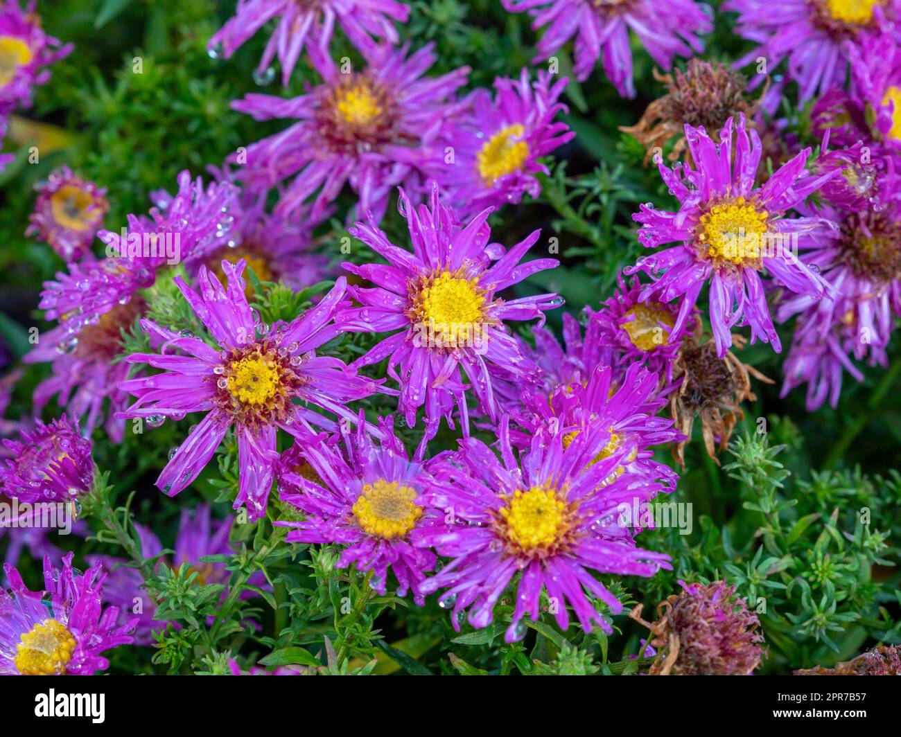 Flowers of aster Symphyotrichum novi-belgii Alice Haslam Stock Photo