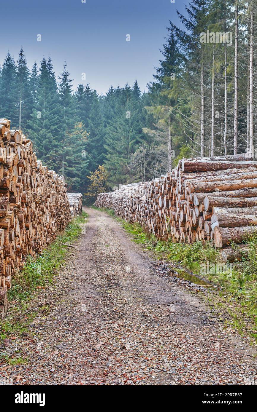 Tree stumps stacked in a lumber mill outside in a cultivated pine forest in Europe. Deforestation of piles of hardwood timber beside an endless dirt road in a wood lumberyard for material industry. Stock Photo