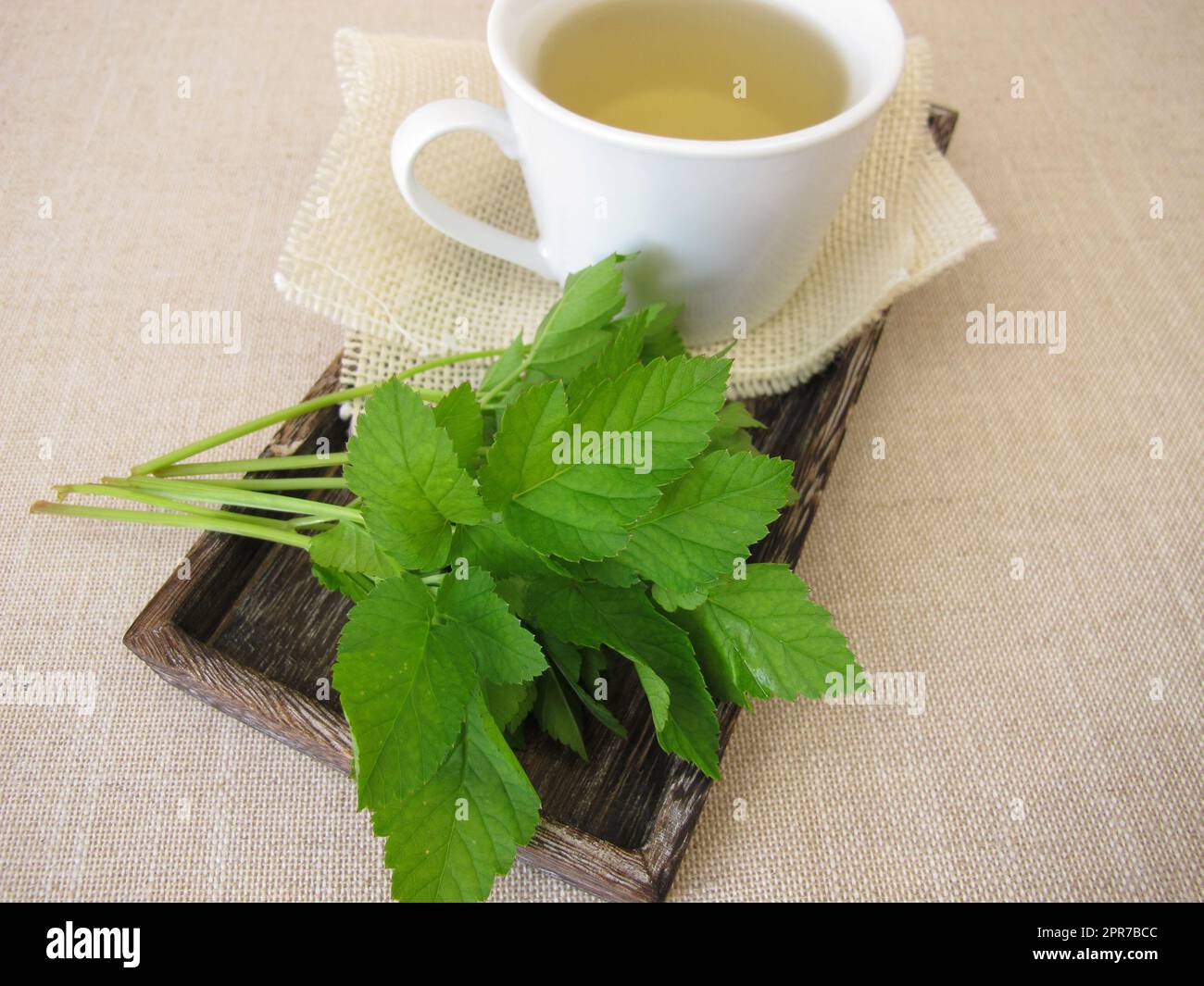 A cup of herbal tea with goutweed herbs Stock Photo