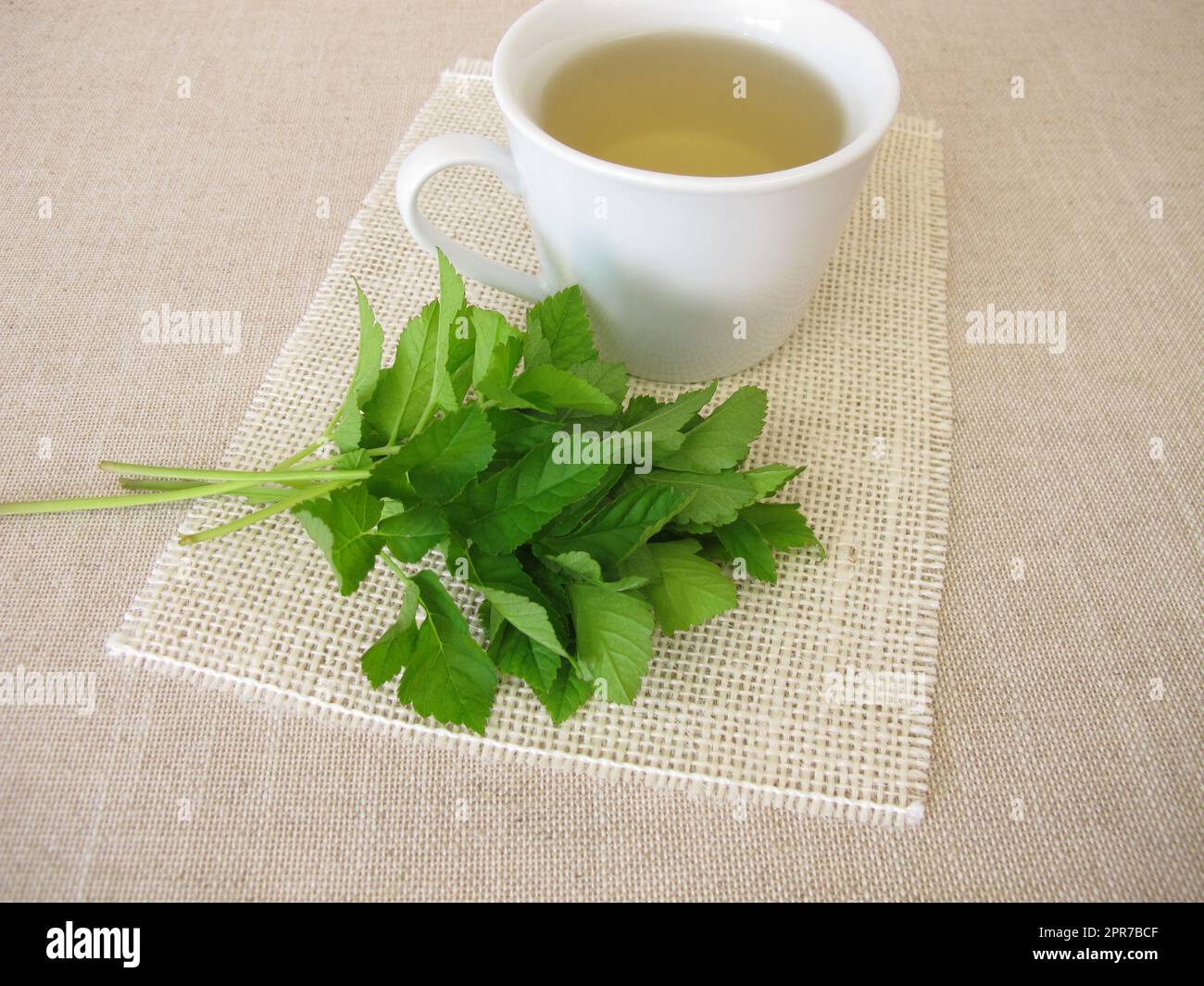 A cup of herbal tea with goutweed herbs Stock Photo