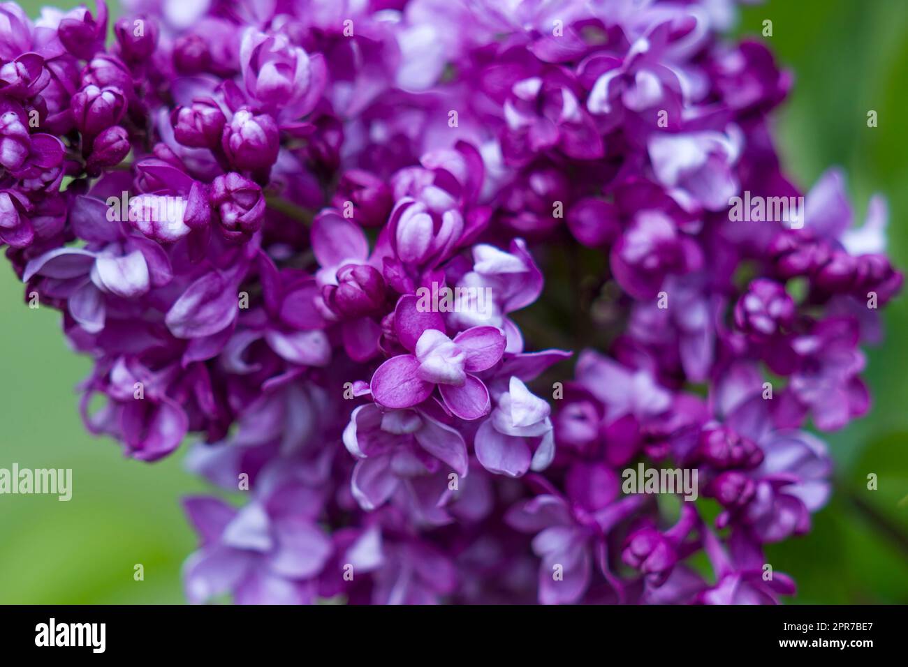 Soft focus photo hi-res stock photography and images - Alamy