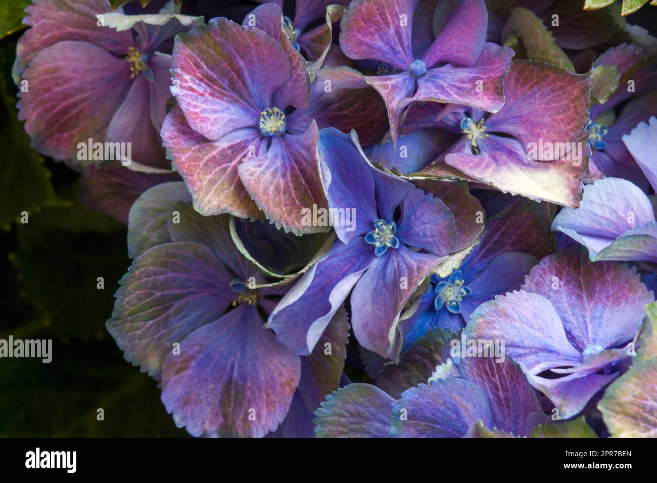 blue hydrangea flower background - macro image Stock Photo