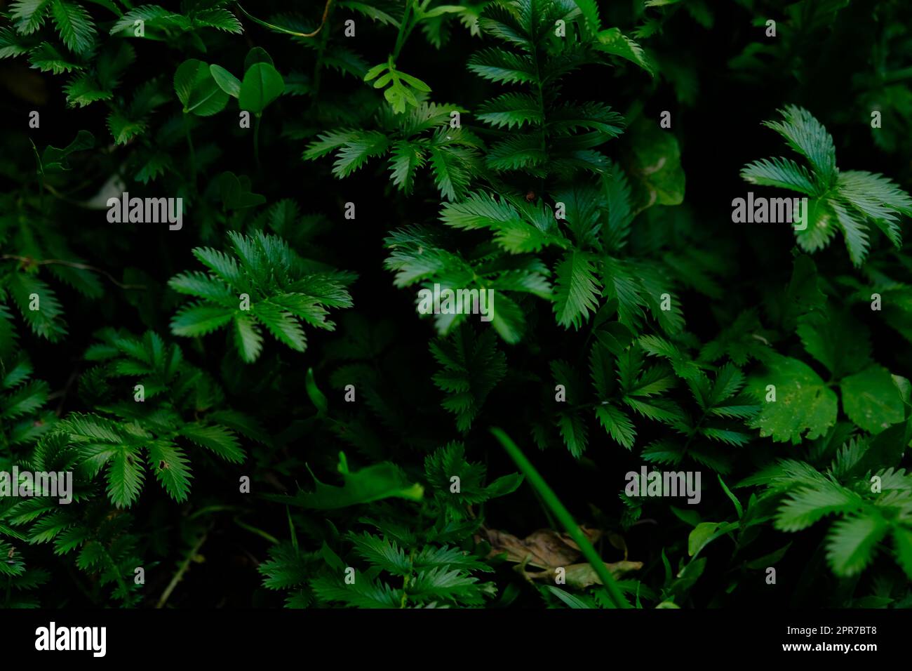 Ferns in the forest Beautiful ferns leaves green foliage. Close up of beautiful growing ferns in the forest. Natural floral fern background in sunlight. Stock Photo