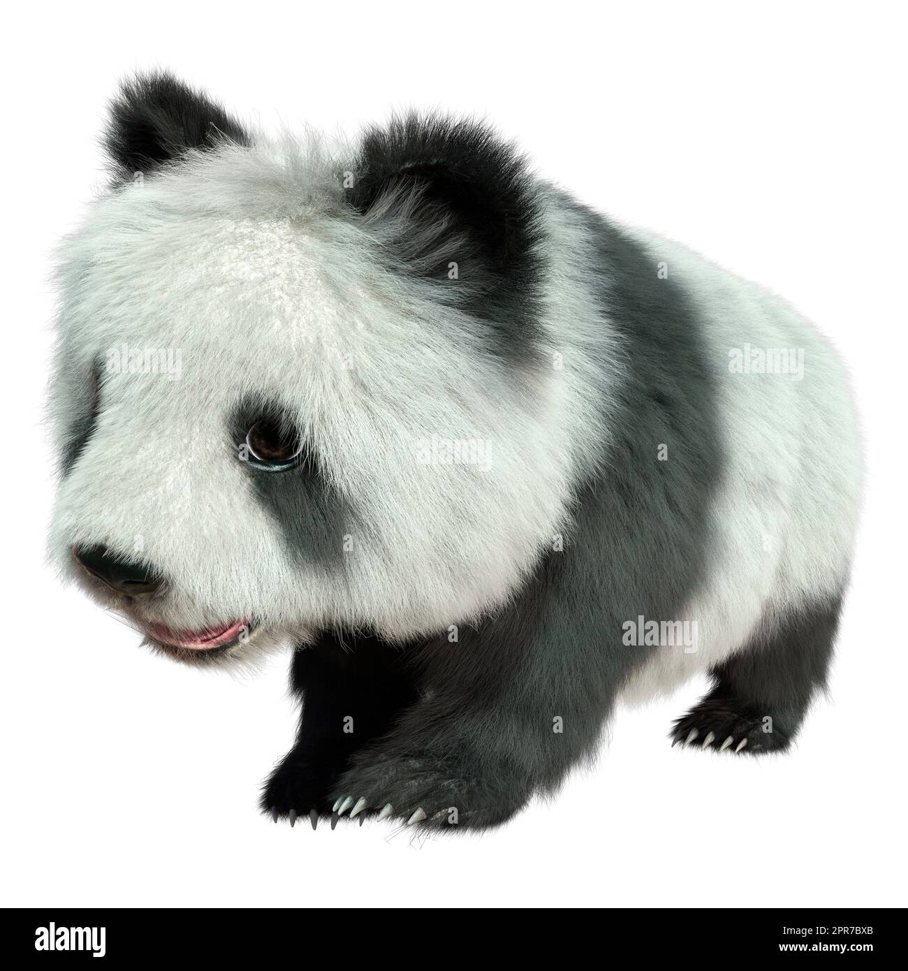 3D rendering of a panda bear isolated on white background Stock Photo