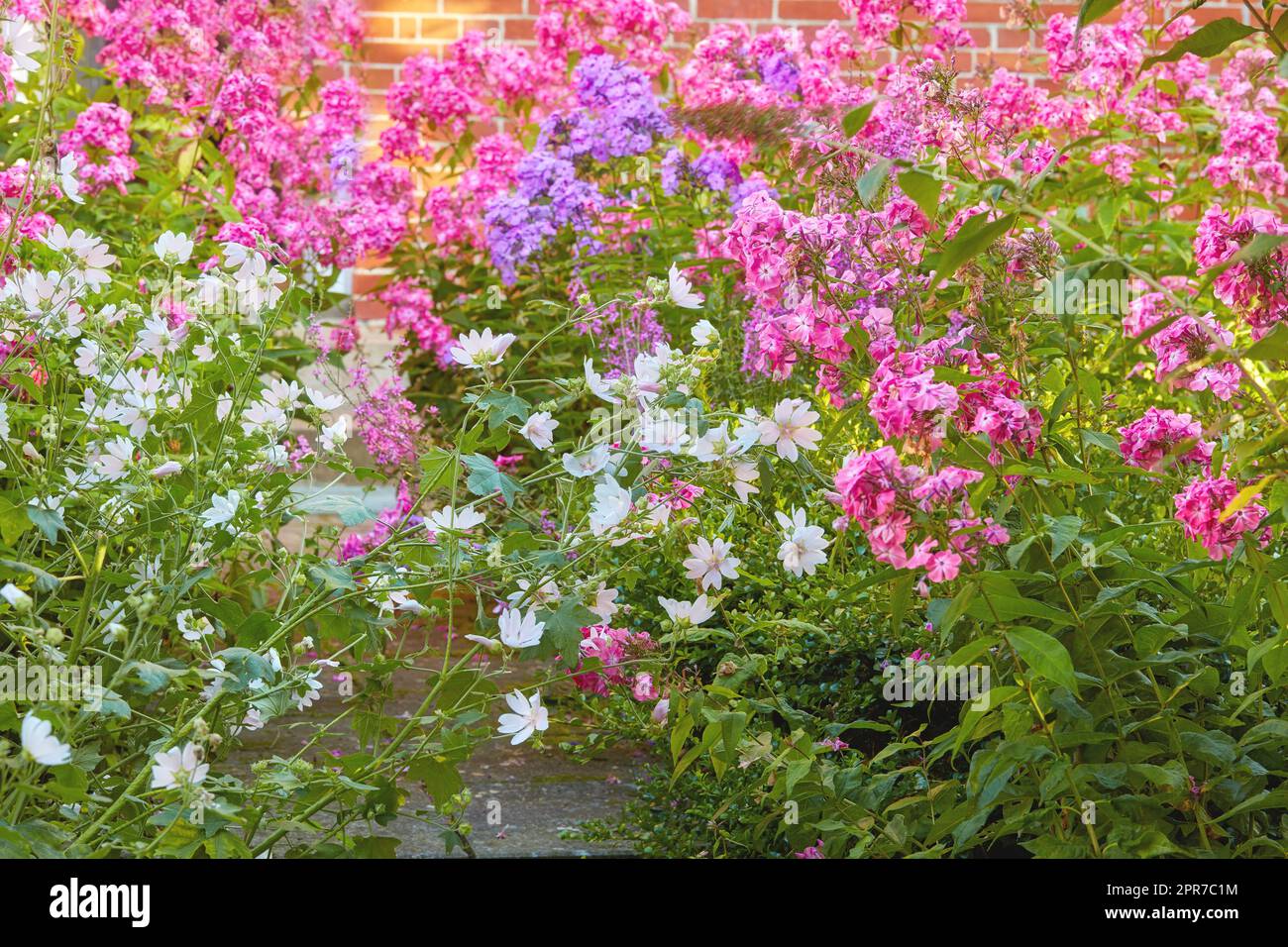 A garden with white cuckoo flowers and Phlox Paniculata Pink Flame flowers. Bush of blooming flowers in the garden on a sunny day. A meadow filled with colorful flowers with a wall in the background Stock Photo