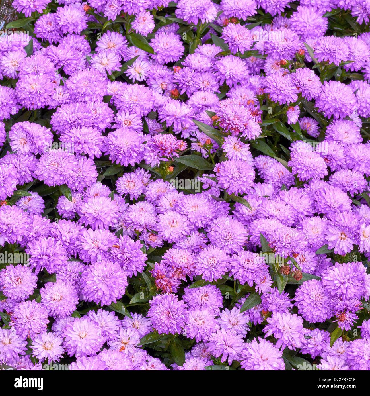 Beautiful purple aster flowers growing in botanical garden outdoors in nature from above. Bright and vibrant plants blossoming in a natural environment during spring season. Fresh floral blooms Stock Photo