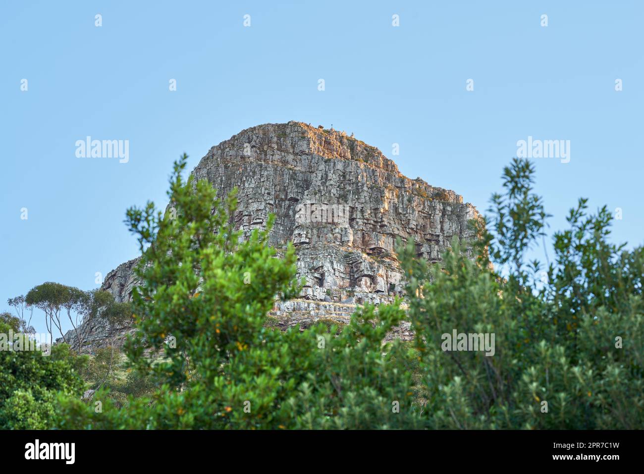 Panorama of Table Mountain and the Twelve Apostles mountain range seen from Lions Head near Signal Hill in the evening sun. Photo half-covered with long trees and a mountain under a bright blue sky. Stock Photo